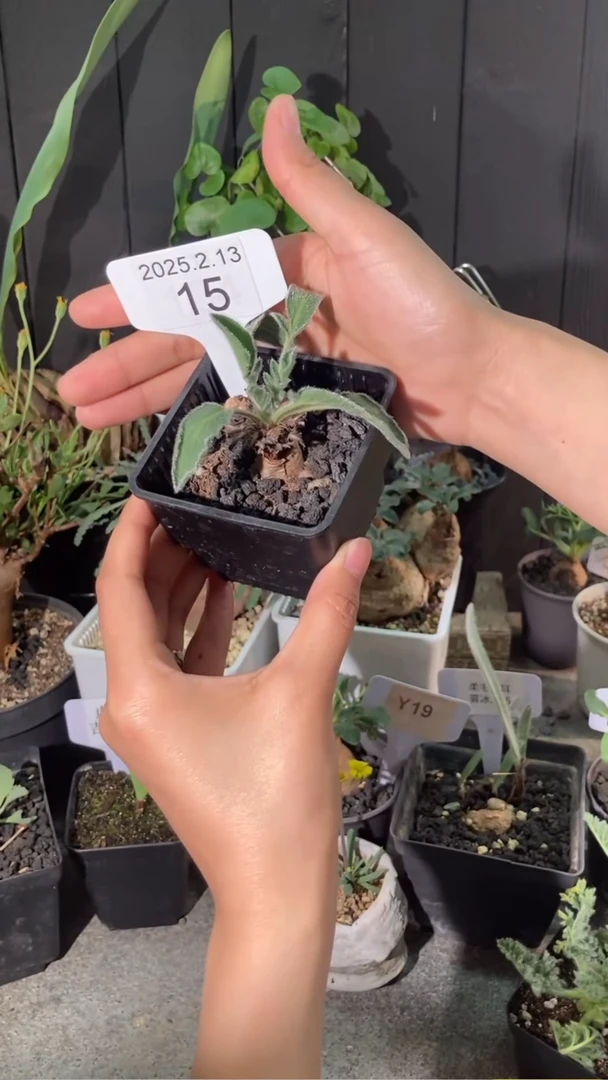 【闪购商品】玫瑰洋葵母本 2.13.15