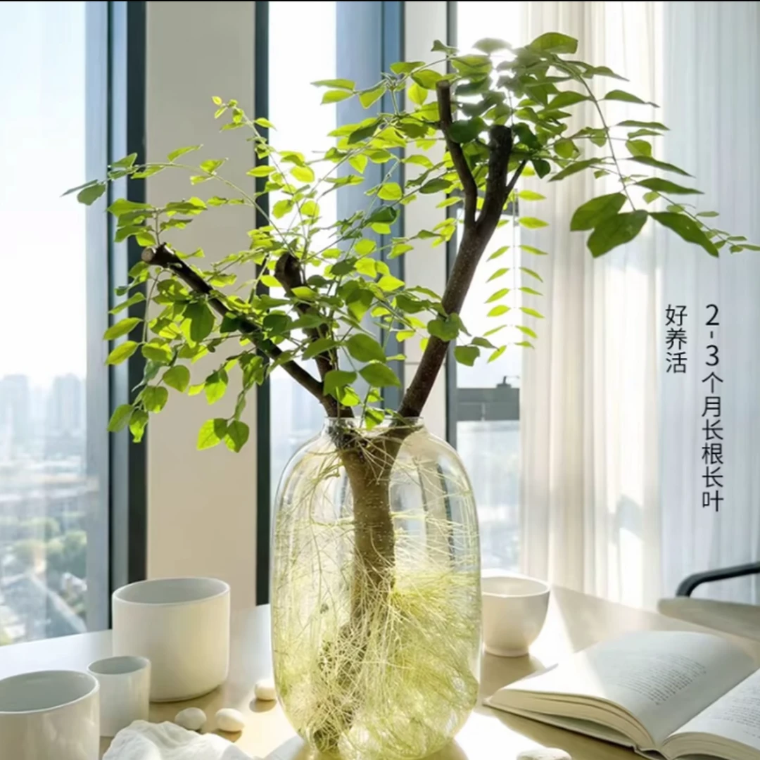 水培小叶女贞绿植室内精致美观适合懒人养护的室内摆件