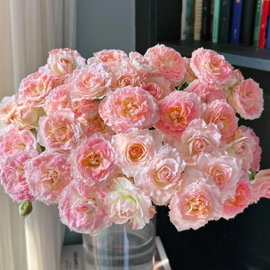 【云南鲜花】多头（特拉拉）玫瑰 1单普通包邮，2单以上顺丰冷链