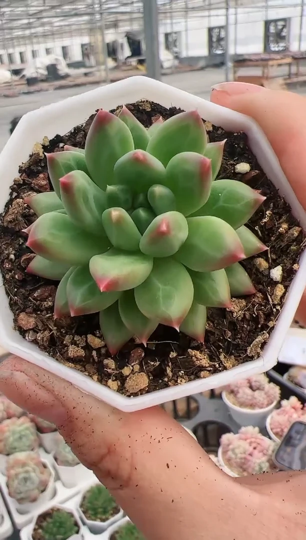 【闪购商品】单头甲骨文一颗