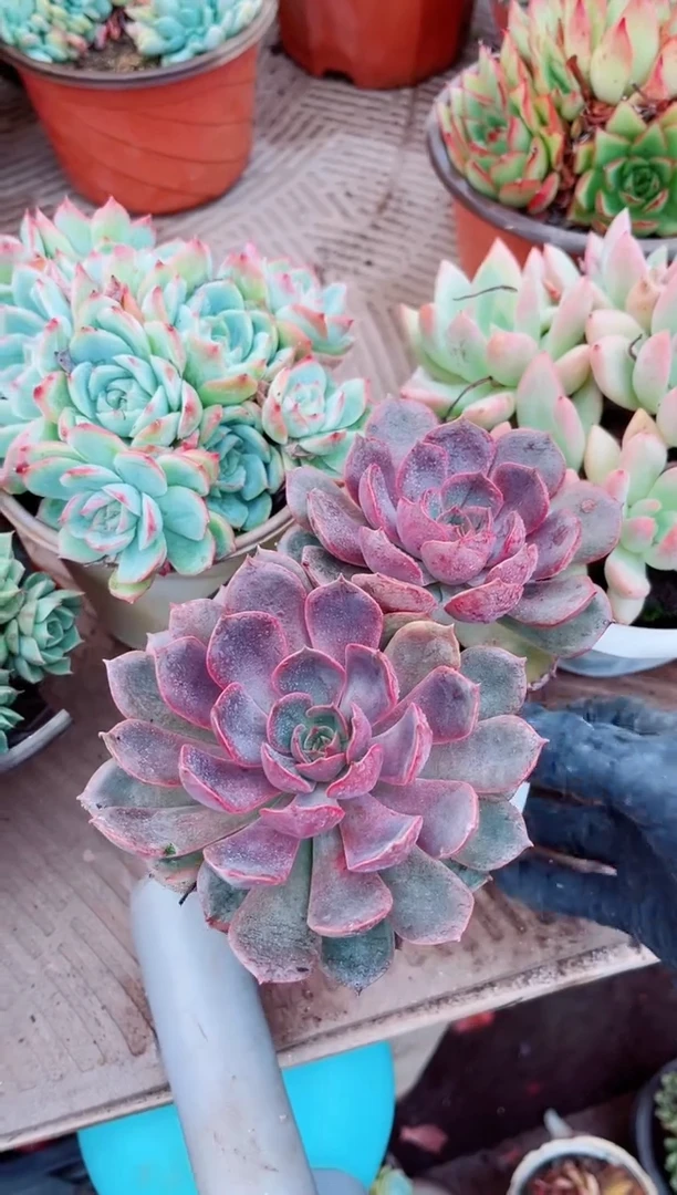 曼**。01148多肉植物一物一拍