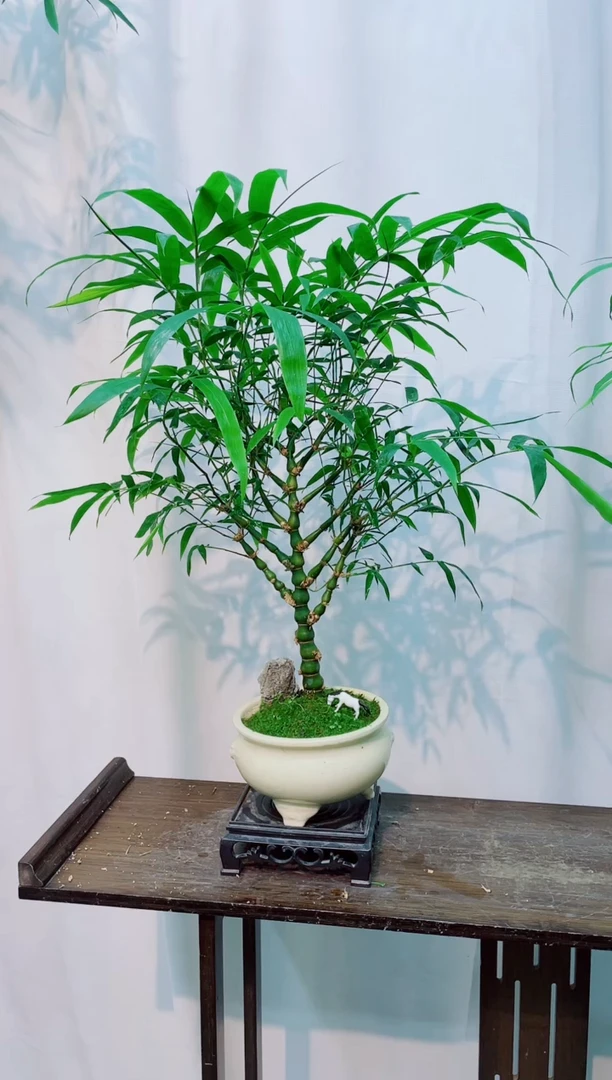 无花朵竹子盆景盆栽
