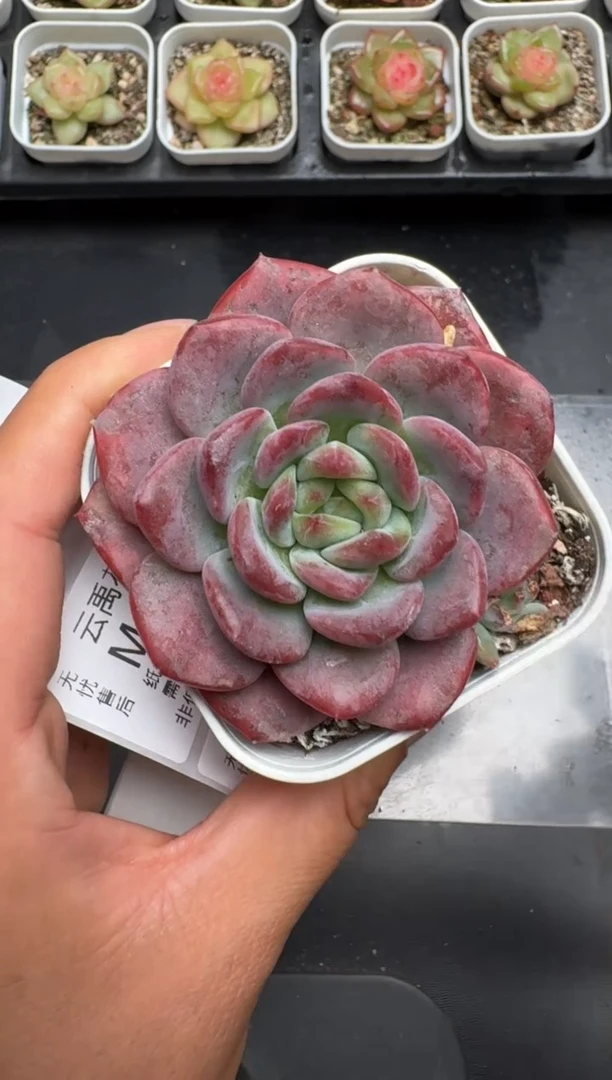 107M当天拍3颗包柚 带盆土纸巾打包 云禹花卉 珍妮多肉植物
