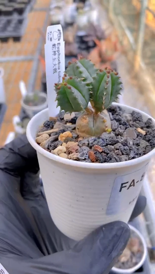 【闪购商品】蛇神玉FA-8227