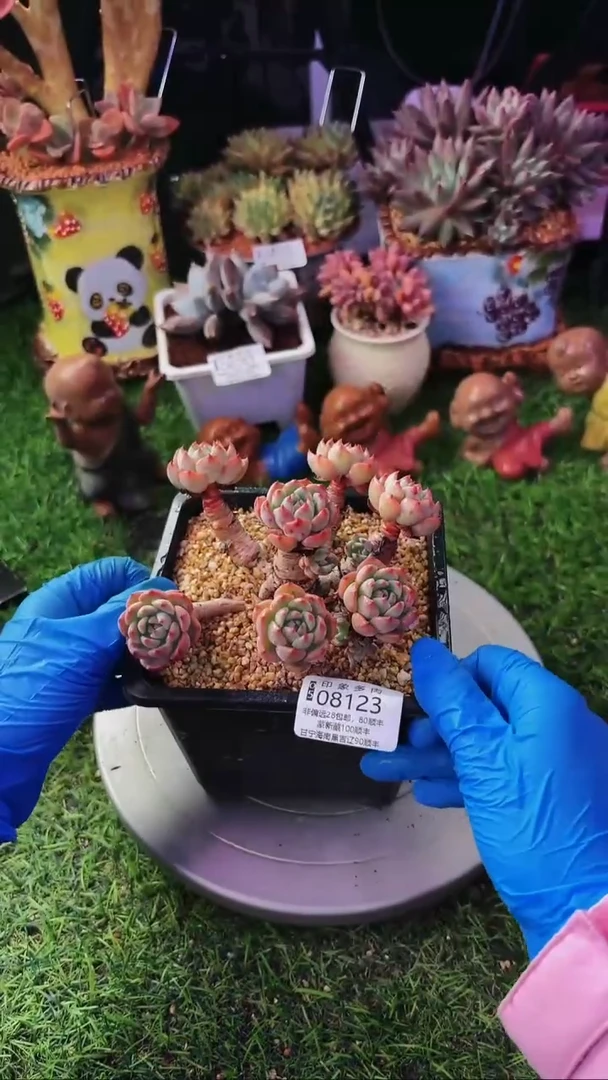 昆明印象多肉08123