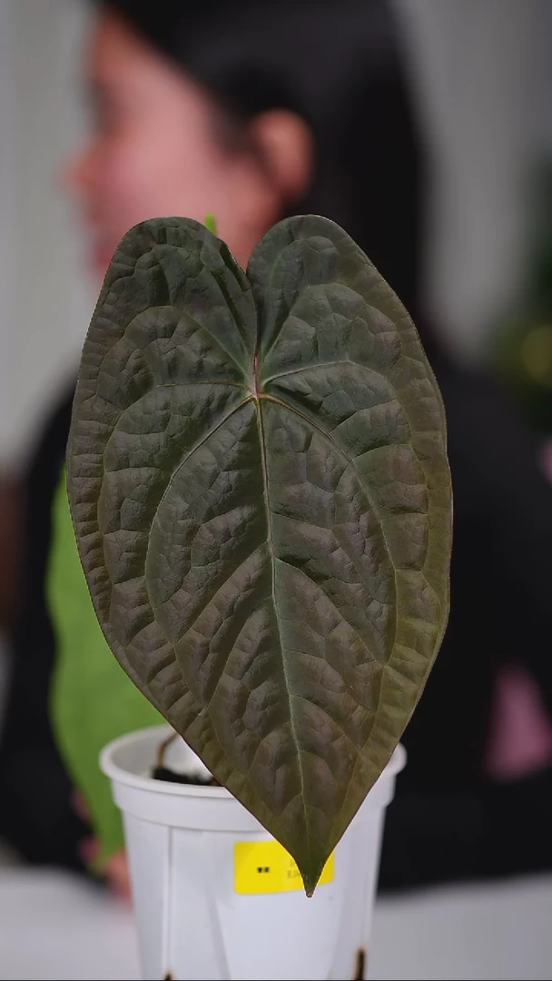 完全开放奇妙森林盾奢花烛