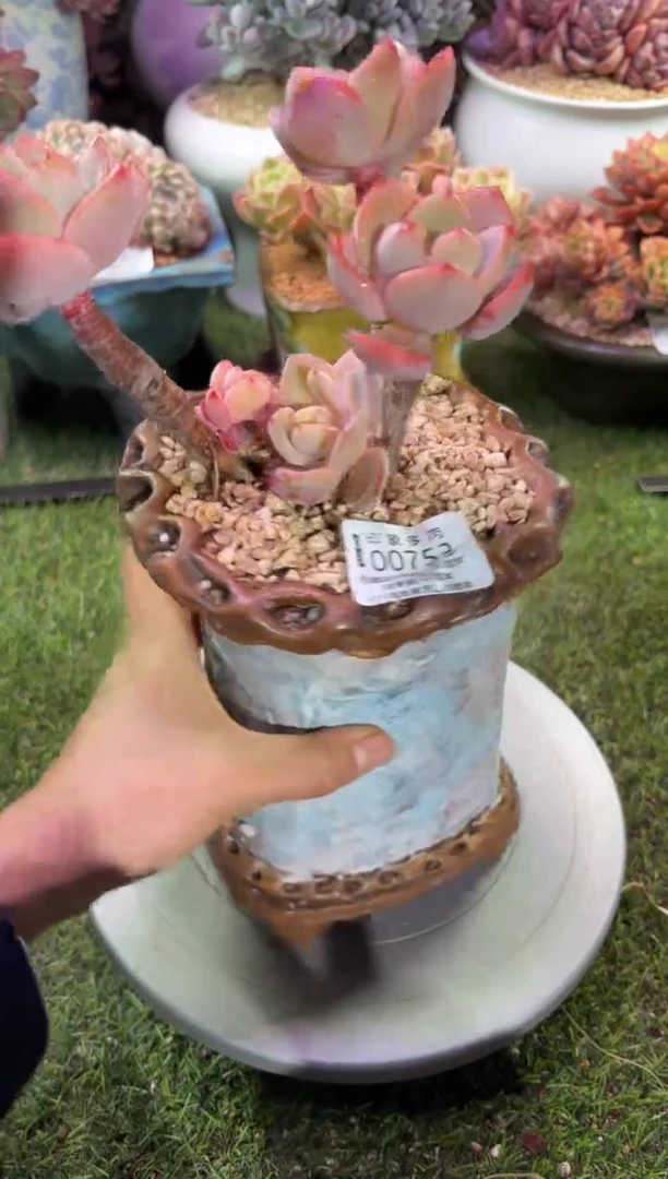 【闪购商品】00753