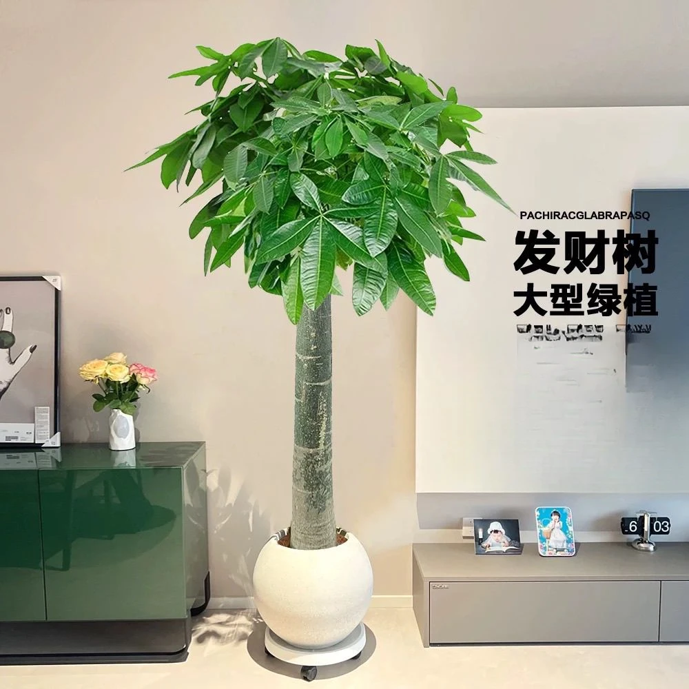 辫子发财树客厅盆栽大型绿植室内花卉植物办公室盆景乔迁开业送礼