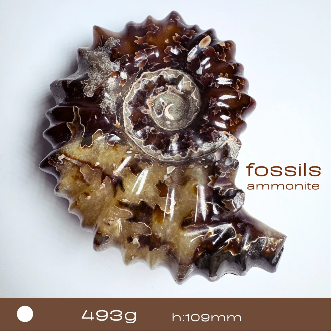 *特荐【羊角螺/马达加斯加】家居摆件收藏级摆件