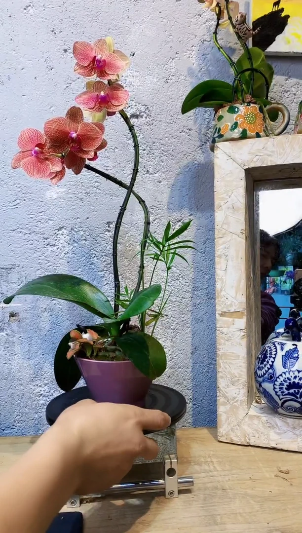 大部分花苞少量开放341小众蝴蝶兰艺术盆景一物一拍