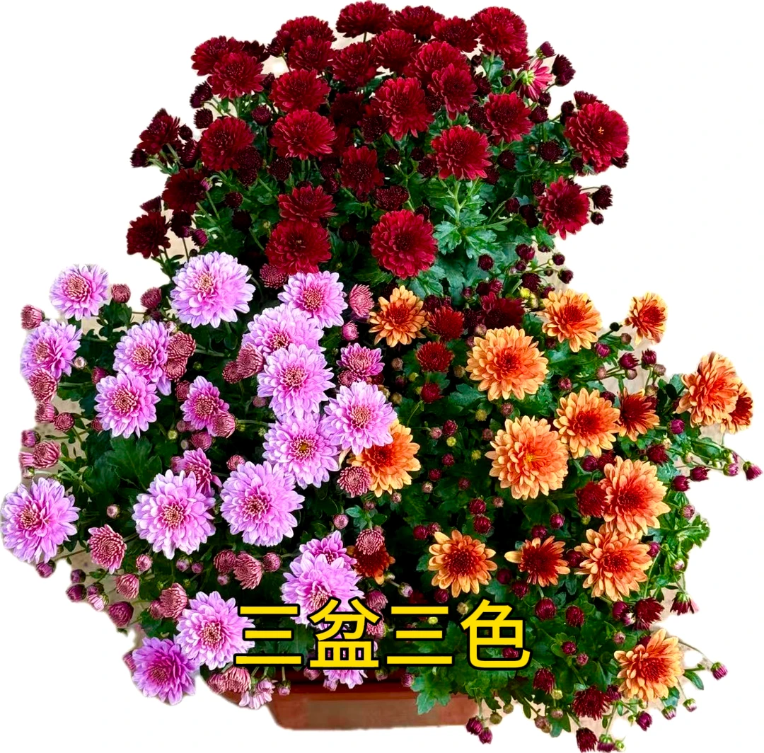 到手三盆【球菊带花苞发货】盆栽花室内阳台地栽四季开花超长花期