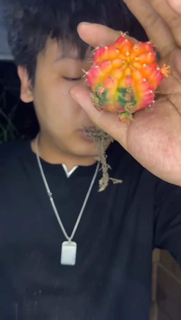 4颗 光辉牡丹【嫁接】