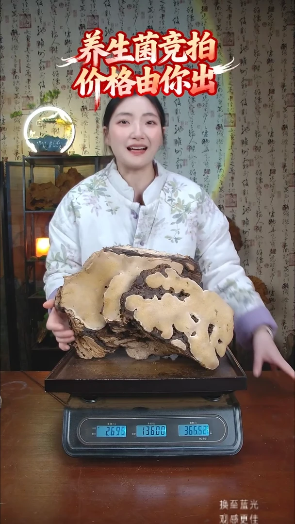 红缘拟层孔菌中国大陆【藏区野生】红缘树舌（5.38斤）50-60年份