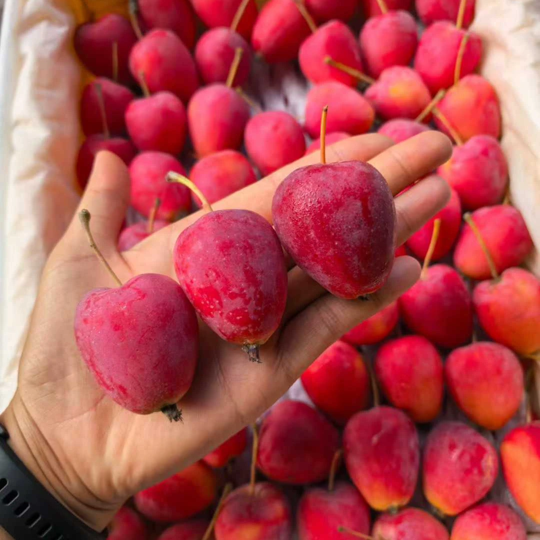 【张张优选香妃海棠果鸡心果】新鲜到货糖度高又脆又甜水果