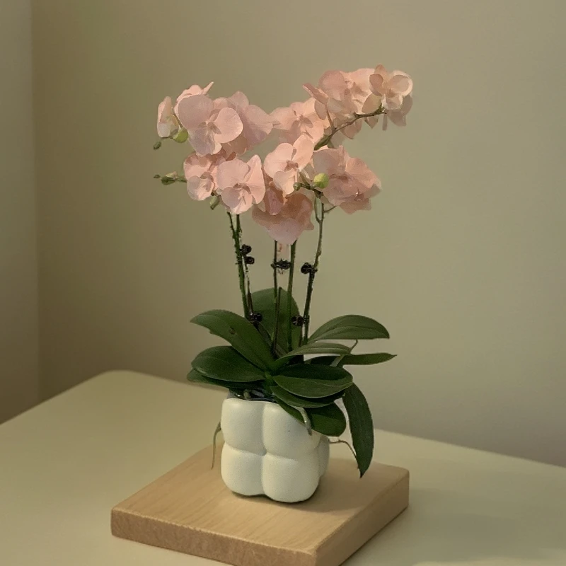 鲜花【火烈鸟】蝴蝶兰室内种植观赏送礼带花喷色工艺 发货