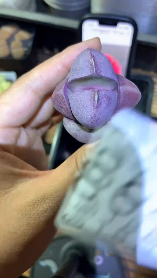 【闪购商品】8646紫帝玉一颗
