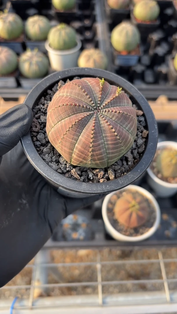 布纹球大戟FC-6810