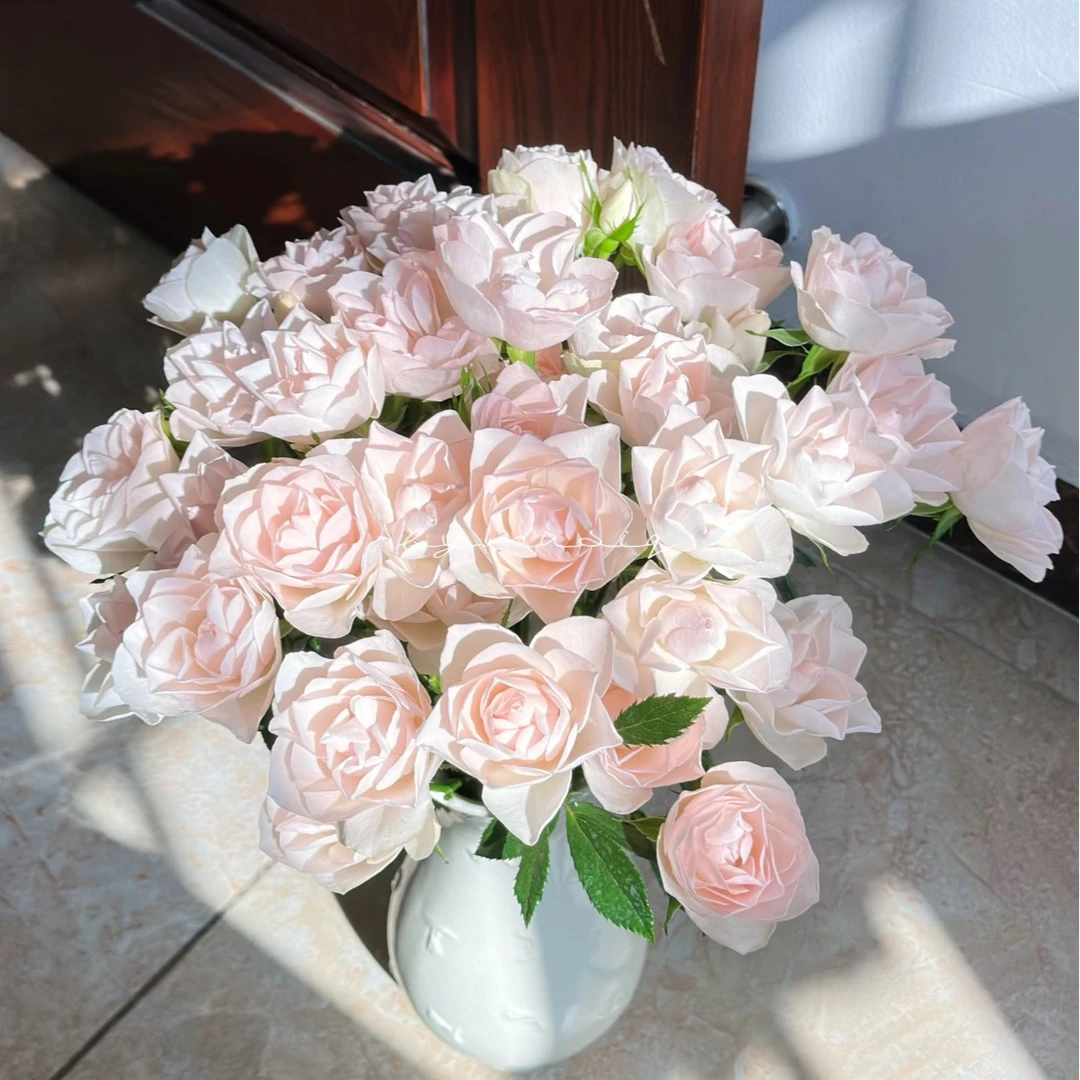 【一品花集】【白莲花】多头玫瑰
