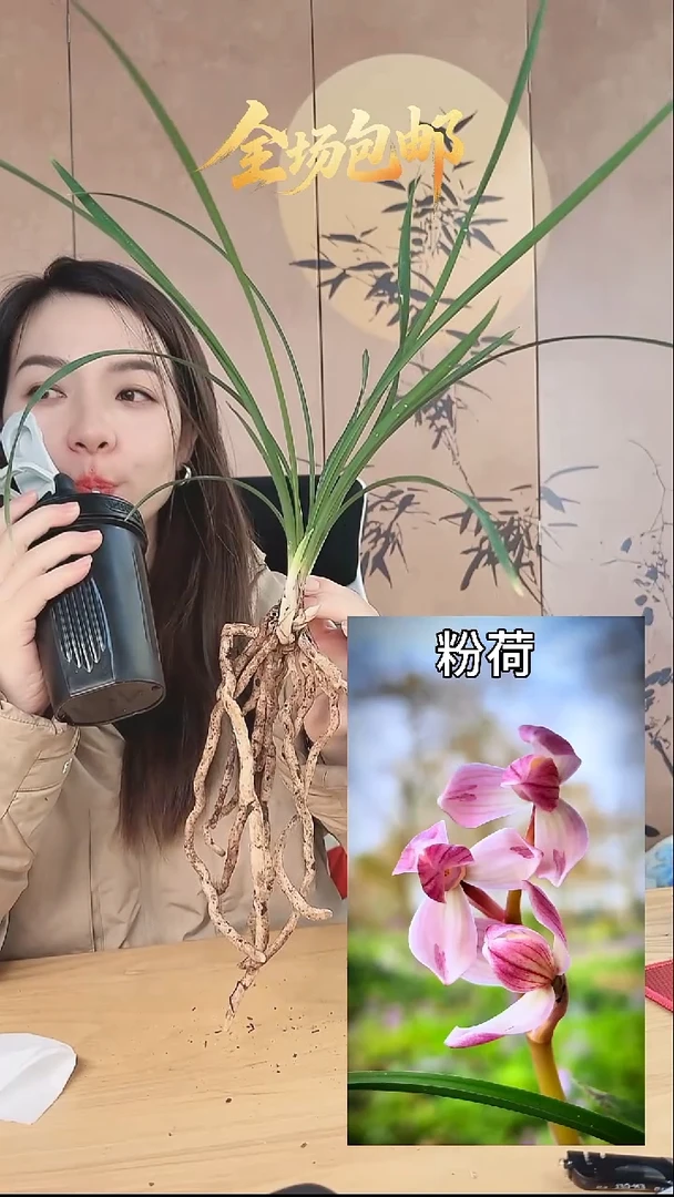 当前无花栽培后可以开花粉荷