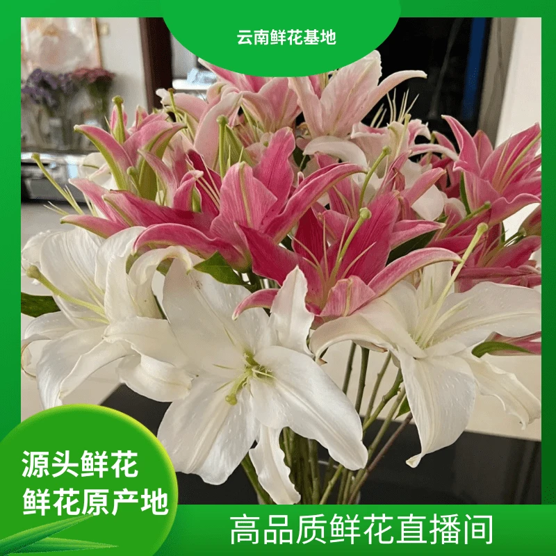 颜花【混色香水百合】云南鲜花 任意两单升级顺丰/空运