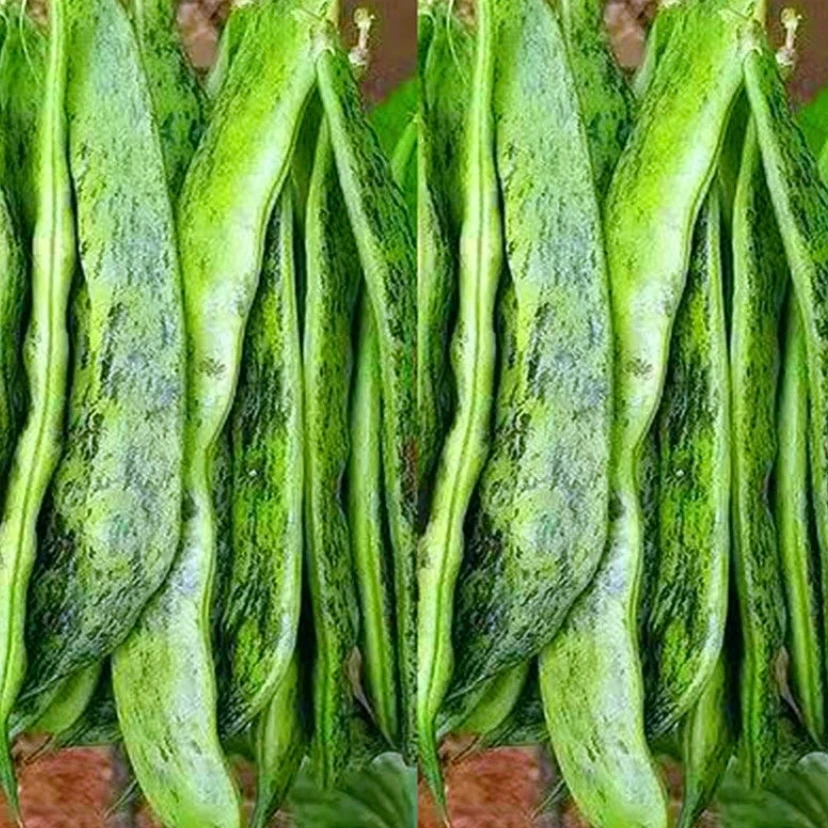 【大马掌豆角种子】四季种植盆栽地栽阳台小院种植