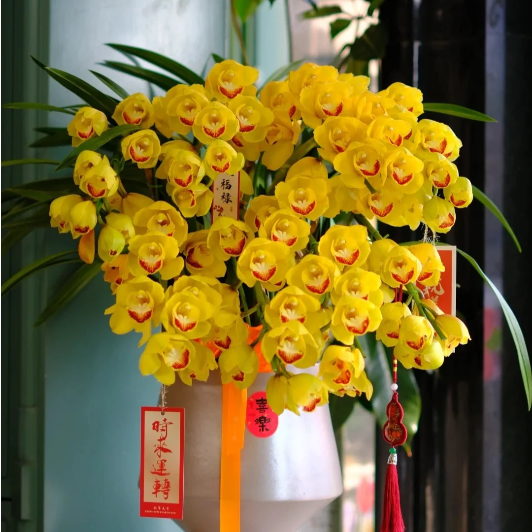 英茂黄金岁月大花蕙兰拱兰盆栽顺丰包邮植迷不误