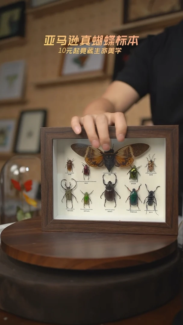 有机玻璃10昆虫组合科普版8寸复古框