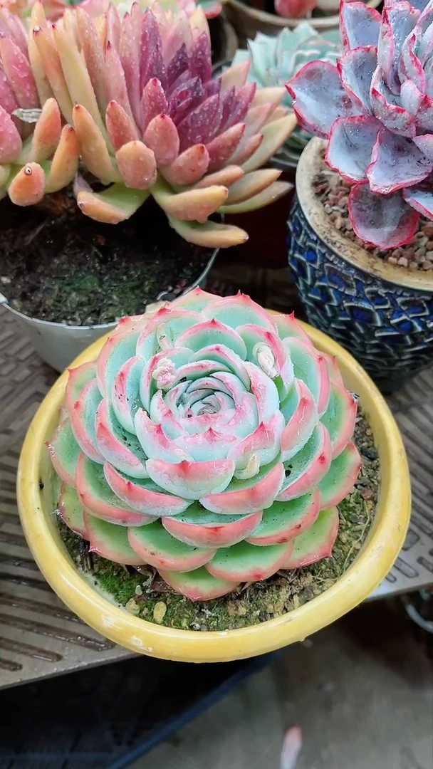 【闪购商品】16003