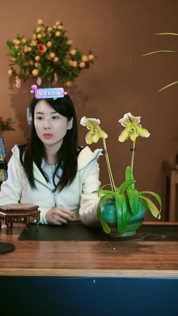 【闪购商品】盆景双子兜