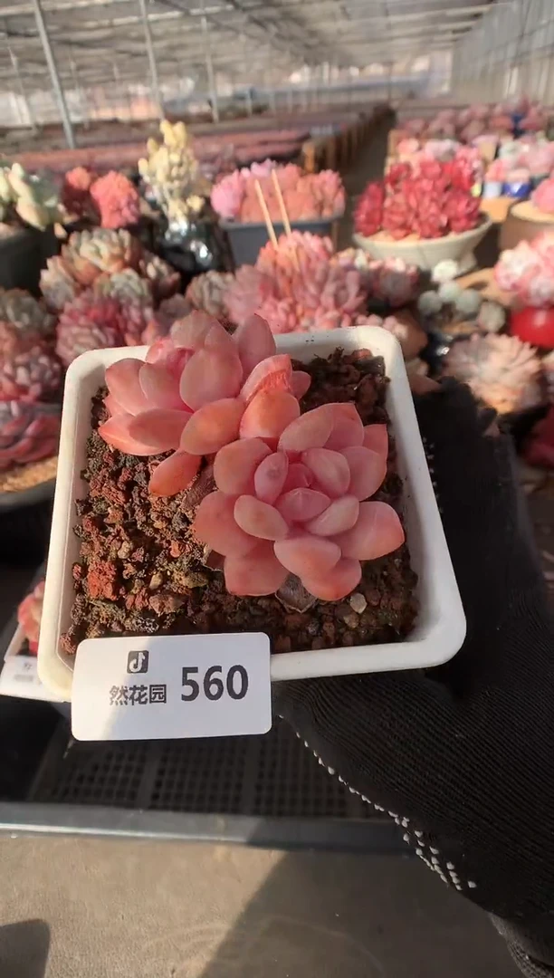 560雪天使多肉植物一物一拍