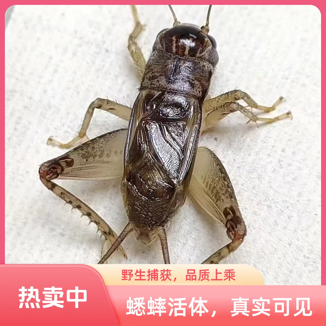 精品蟋蟀 野生自抓 牙型好寿命长 口重耐斗 满5-0-0包邮