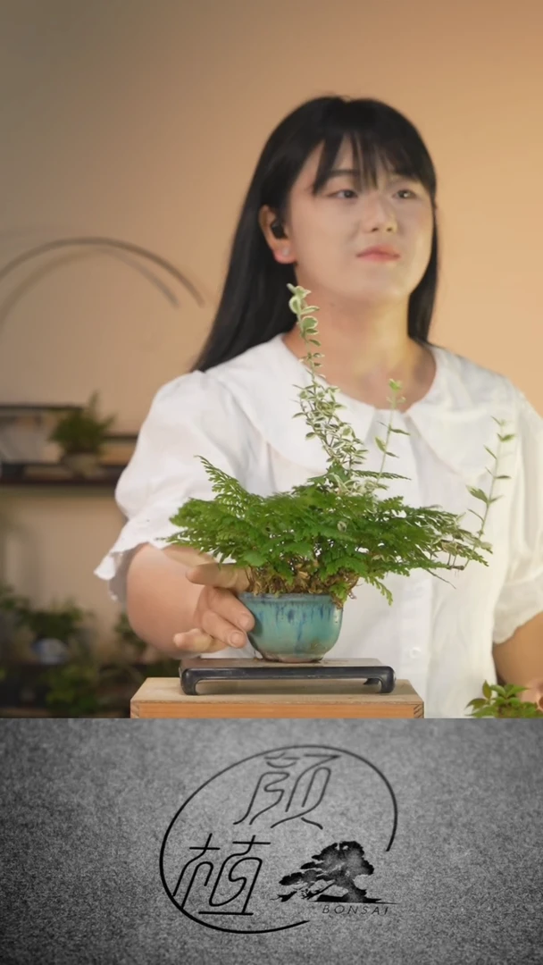完全开放心***贝029   草本植物 顺丰