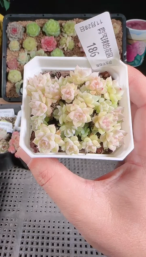多肉1128-186群生不包整