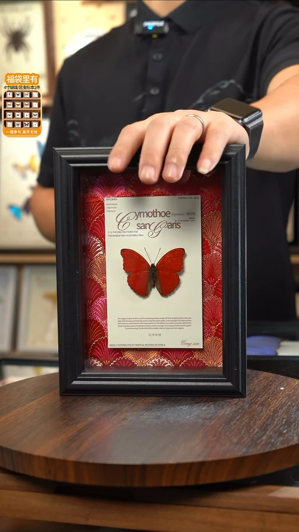 血漪蛱蝶红布底新版本