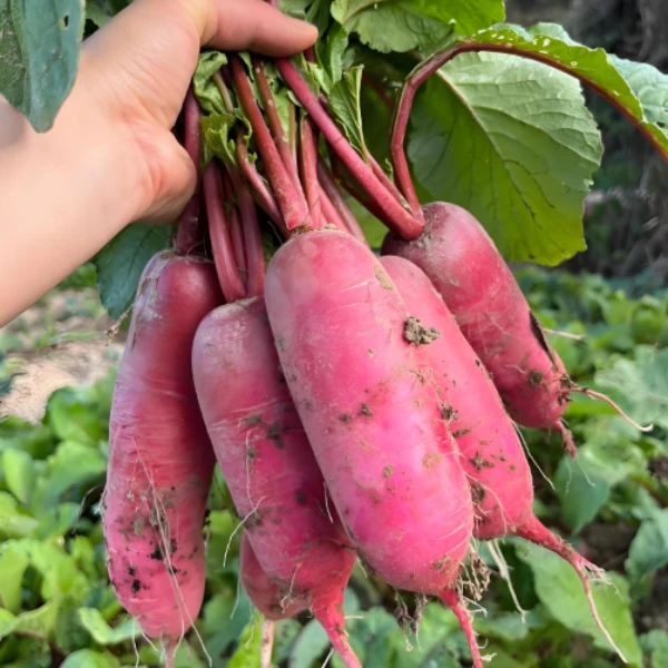 新鲜现拔水萝卜4斤装（带樱发货）（个数以实际到货为准） 顺丰包邮