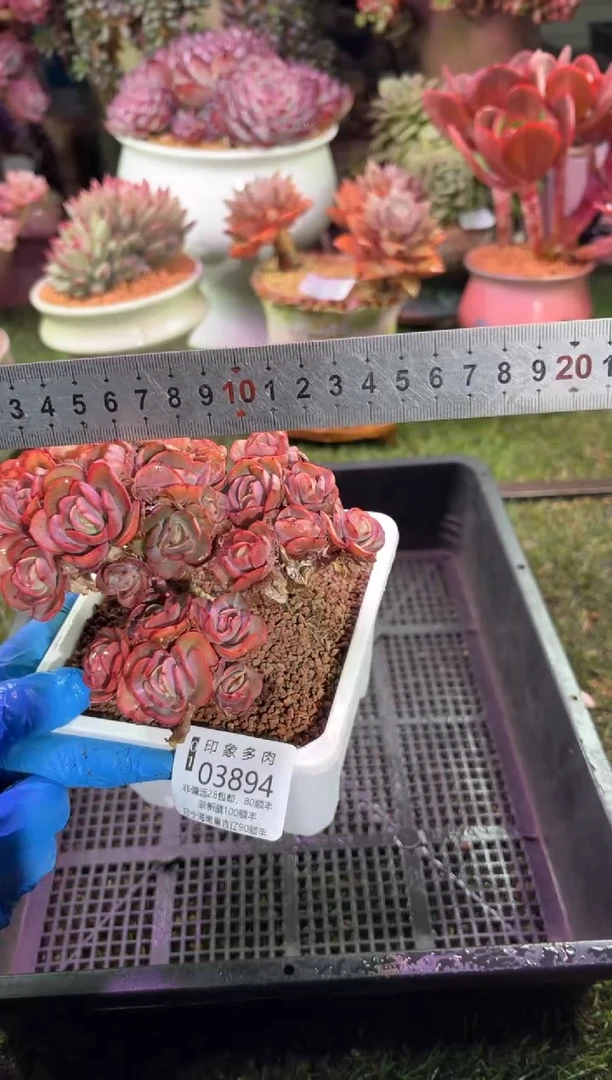 【闪购商品】03894