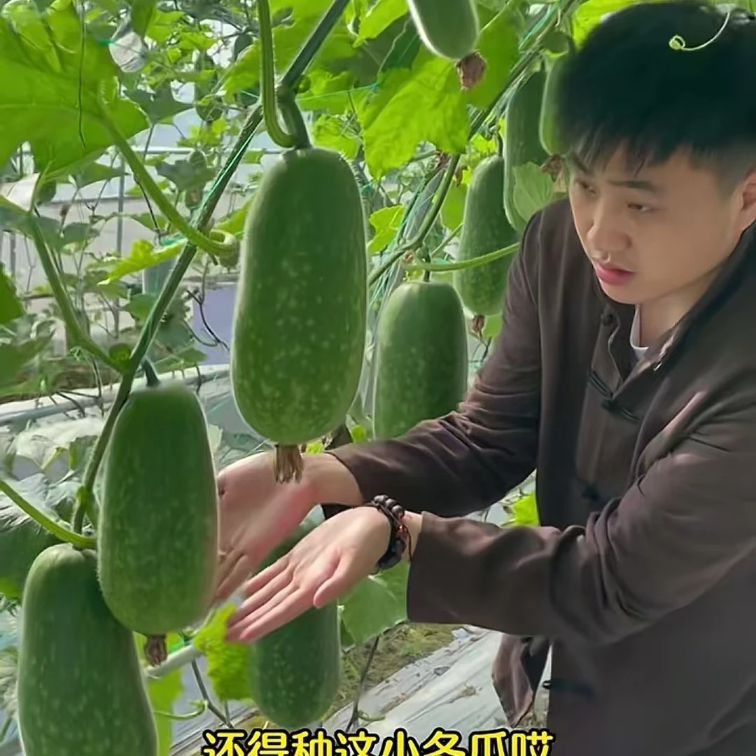 一串铃冬瓜种子家庭阳台小院四季种植盆栽地栽