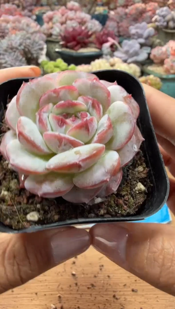 东云多肉园二店-103