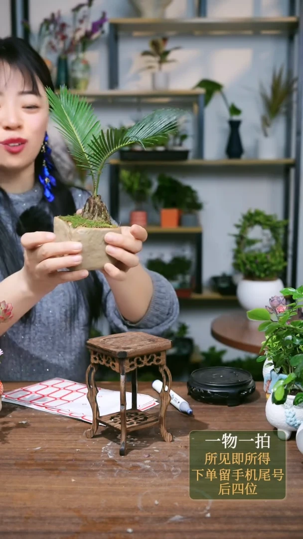 【闪购商品】69---6338铁树2叶