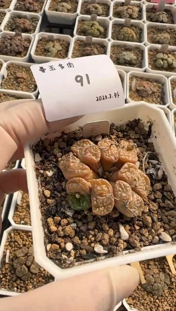 【闪购商品】3.8-91敏