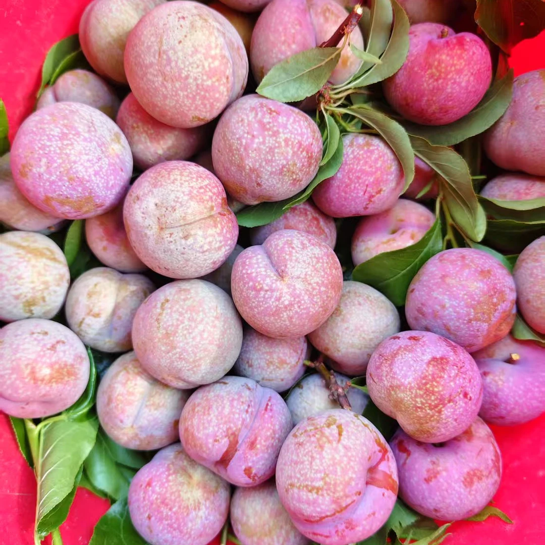 【现摘现发】钱排三华李红心李头茬果李子水果产地直发送辣椒盐