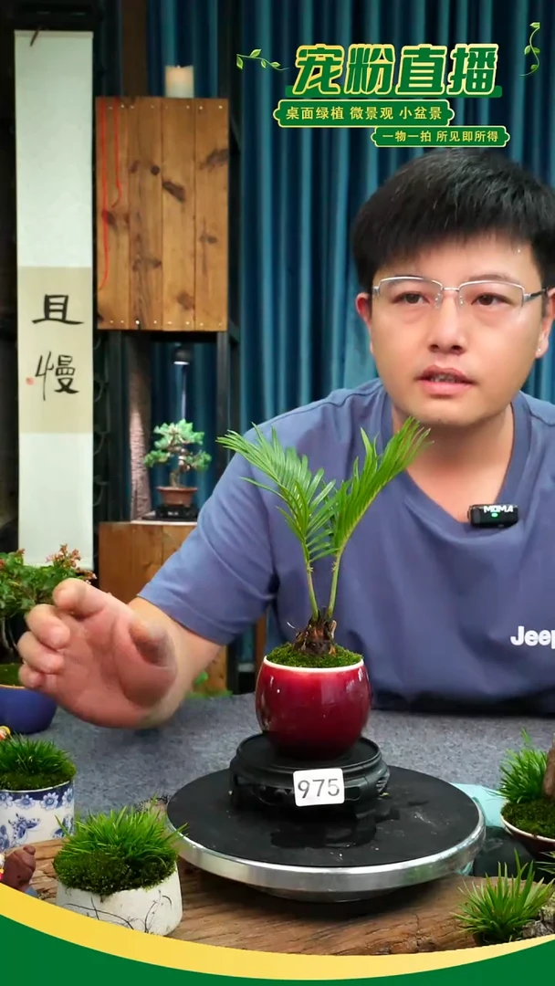 无花朵苔藓微景观975号