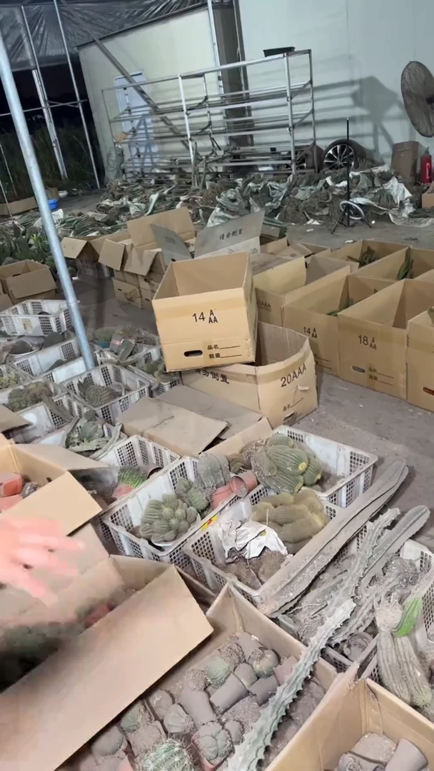 一框5颗仙人球【大小 品种无售后