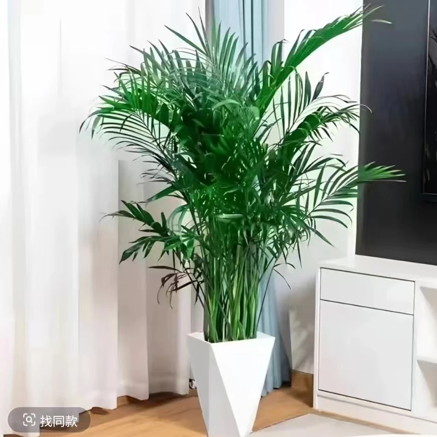 1-1.2米富贵椰子大型绿植盆栽室内客厅办公室好养植物盆景