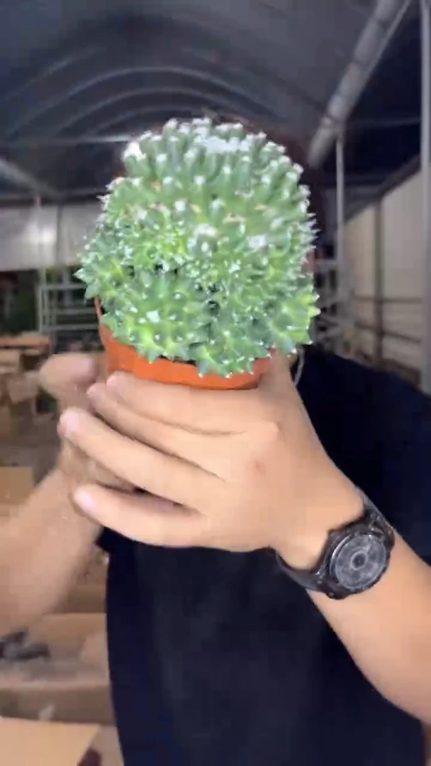 雪糕 带崽【带根】8-10cm