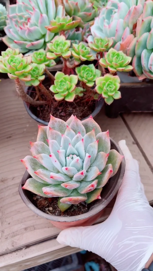 谭*30068多肉植物一物一拍