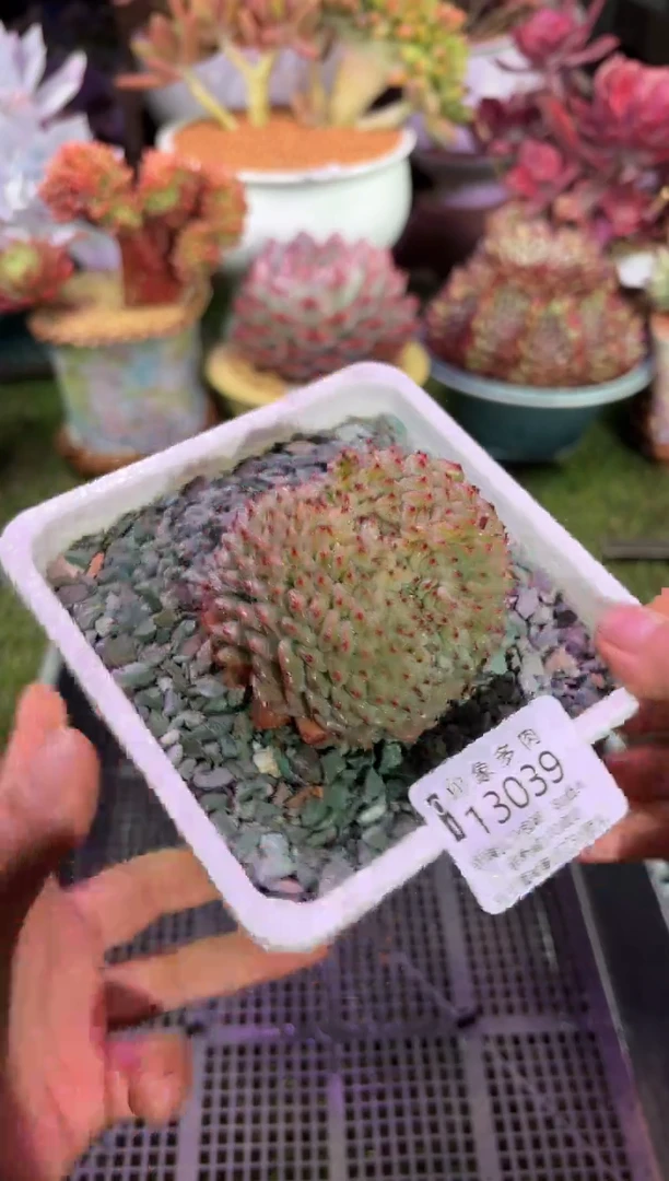 【闪购商品】13039