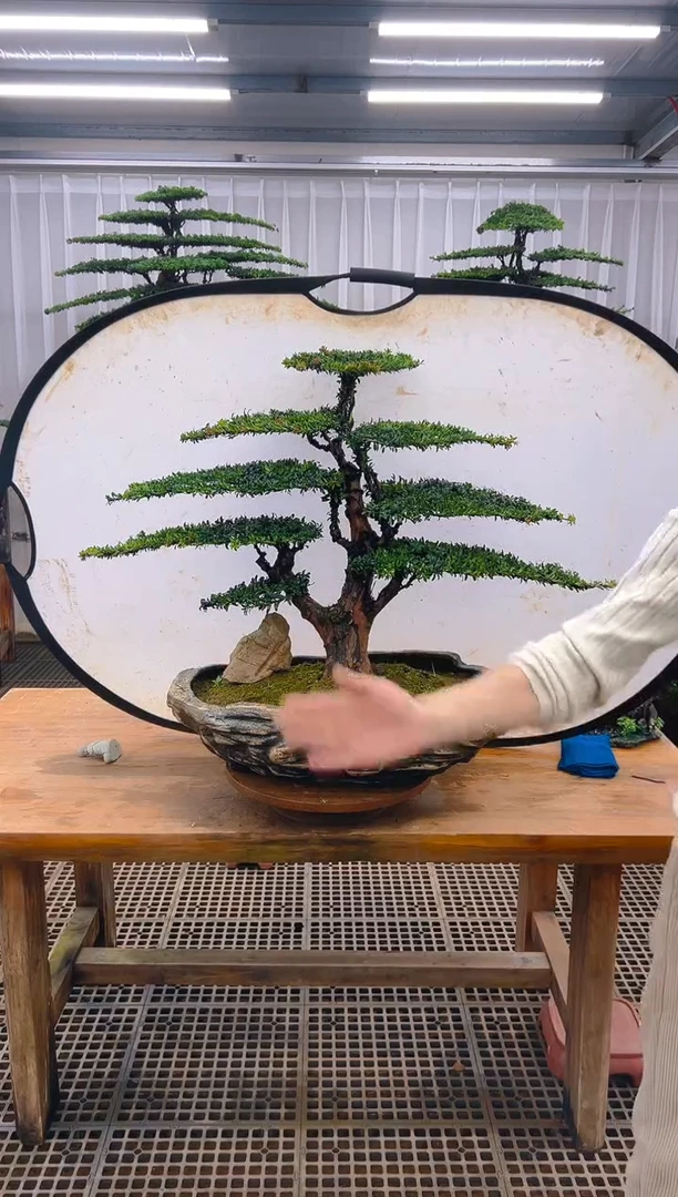 无花朵A****空精品盆景直播间一物一拍