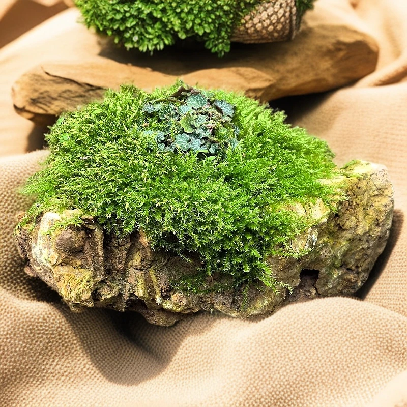 种植 迷你盆景 吸水石 极姬虎耳草