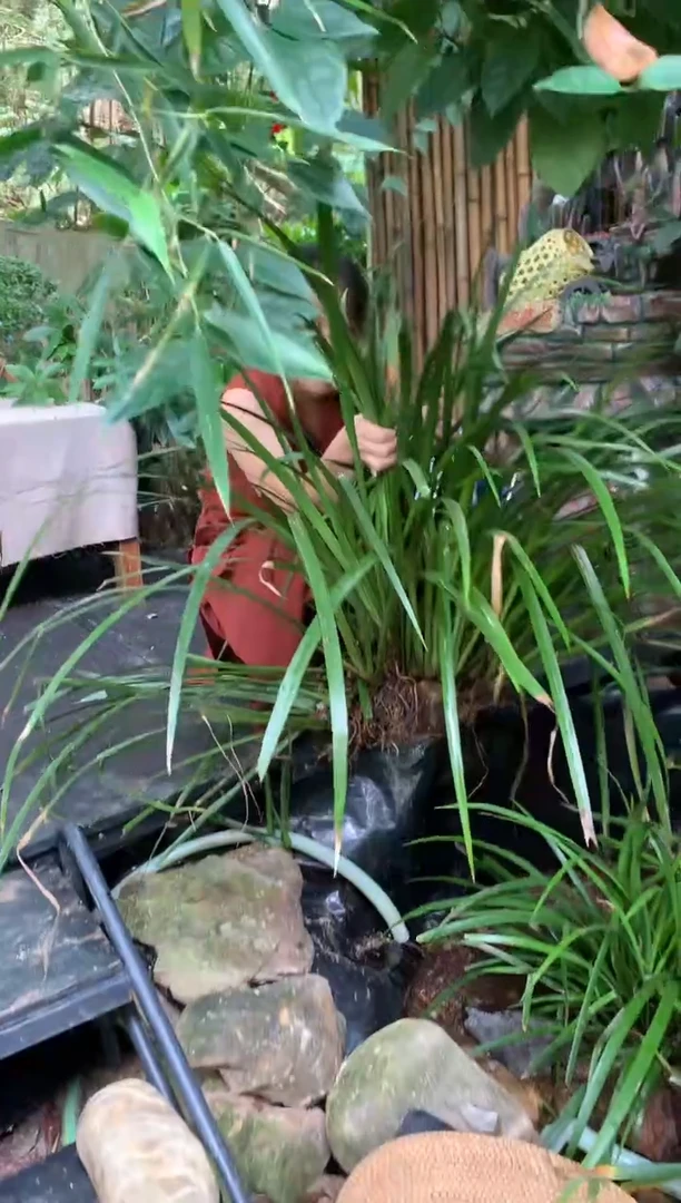 不开花植物小院同款石菖蒲大株